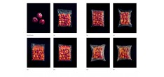 Le Guide de la Fermentation du Noma