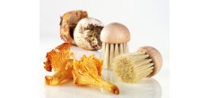 Brosse à Champignons en Bois