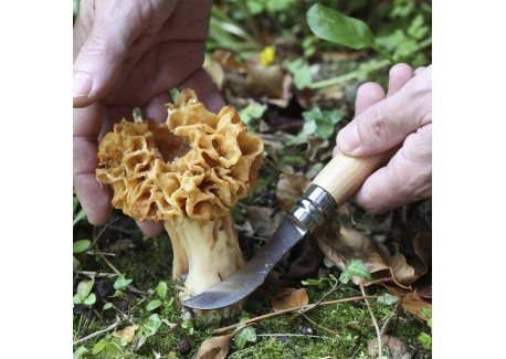 Couteau à Champignons N°08