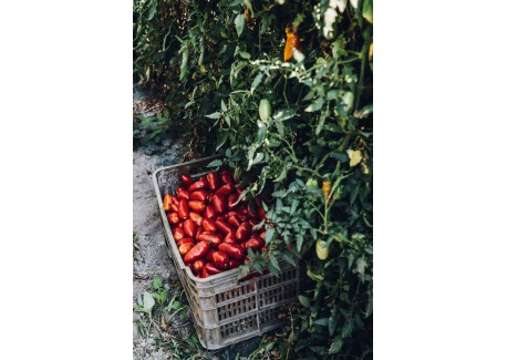 Concentré de Tomates San Marzano n°2 400 g