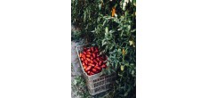 San Marzano n°2 Tomatenconcentraat 400 g