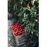 Voir la slide Concentré de Tomates San Marzano n°2 400 g
