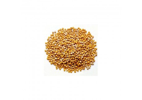 Graines de Moutarde Blondes 70 g