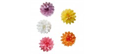 Eetbare Dahlia's in Ouwel voor Taartdecoratie Pastel Ø3 cm 5 stuks