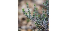 Herbes de Provence Qualité Supérieure 20 g 