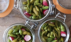 Pickles  Ail des ours & Radis